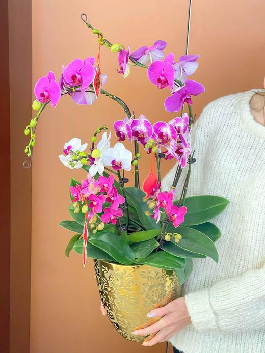 日进斗金- 设计师定制款蝴蝶兰8株 商品图0