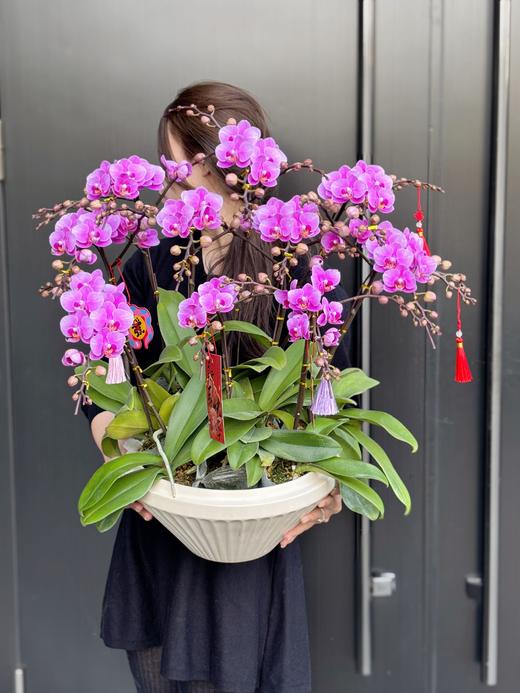 时来运转——骄阳蝴蝶兰10株 商品图2