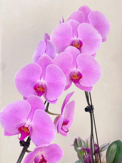 龙马精神——龙兰粉冠军 商品图3