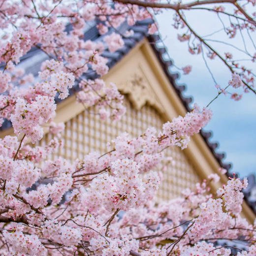 日本| 关西静谧樱境·6天5晚 商品图0