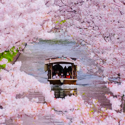 日本| 关西静谧樱境·6天5晚 商品图1