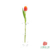 【单瓣郁金香】 热带 10枝一扎 商品缩略图5