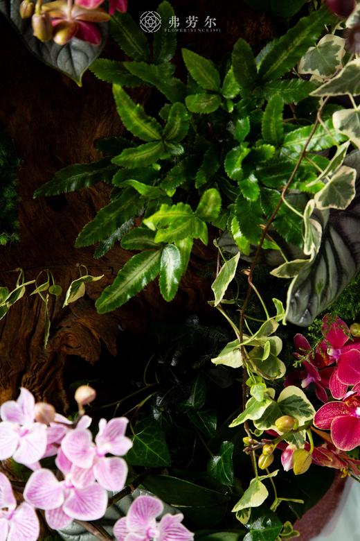 花飞蛇舞 商品图5