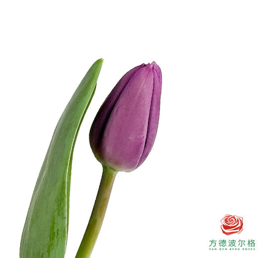 【单瓣郁金香】星空10枝一扎 商品图0