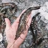 原装进口·生冻黑虎虾（约12-15只每斤）肉质紧致丰腴 Q弹饱满 0脂肪高蛋白 商品缩略图0
