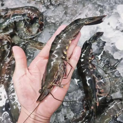 原装进口·生冻黑虎虾（约12-15只每斤）肉质紧致丰腴 Q弹饱满 0脂肪高蛋白 商品图0