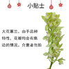 大花蕙兰-绣球 1枝 商品缩略图1