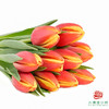 【单瓣郁金香】 热带 10枝一扎 商品缩略图1