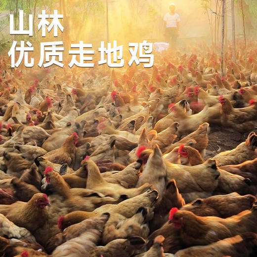 【嘉仙鸡-正宗湛江水晶鸡】整只鸡加热即食湛江特产鸡肉熟食下酒菜 收到货请把水晶鸡和酱汁-18℃以下储存 商品图3