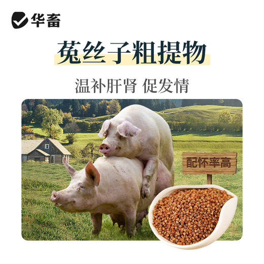 华畜促情雌诱素100g 促排卵 发情快 商品图2