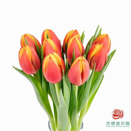 【单瓣郁金香】 热带 10枝一扎 商品图2
