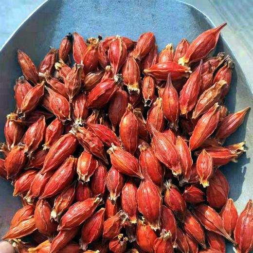 红栀子中药材黄栀特级山栀子花茶食药同源食品  流水心 商品图2