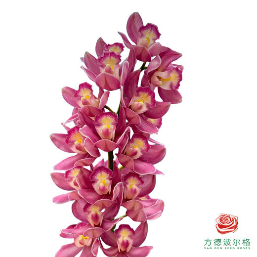 大花蕙兰-绣球 1枝 商品图0