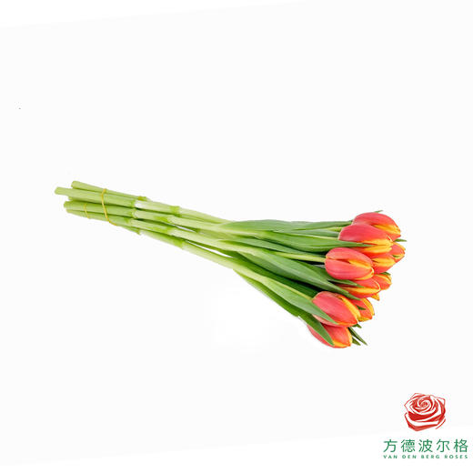 【单瓣郁金香】 热带 10枝一扎 商品图4