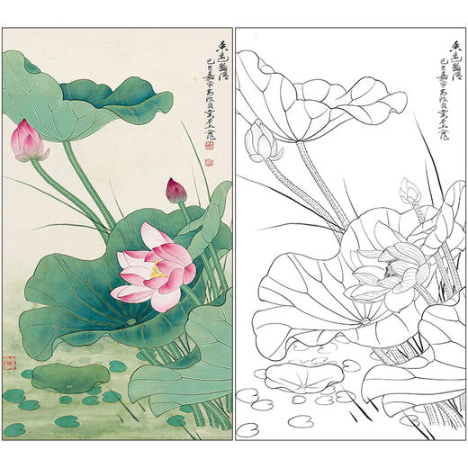俞致贞花鸟工笔画白描底稿《荷花》临摹勾线高清打印稿ZZ48 商品图0