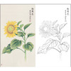 俞致贞花鸟向日葵工笔画白描底稿《向阳花》临摹勾线高清打印稿ZZ52 商品缩略图0