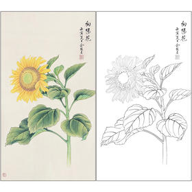 俞致贞花鸟向日葵工笔画白描底稿《向阳花》临摹勾线高清打印稿ZZ52