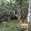 云南大叶种古树茶（红茶/白茶/普洱生茶）| 合作农友生产，来自云南，生产方：如茶茶坊 *【公平贸易农人定价】 商品缩略图6
