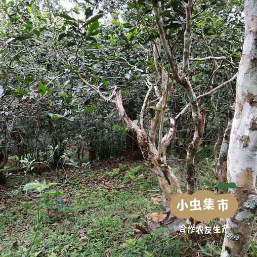 云南大叶种古树茶（红茶/白茶/普洱生茶）| 合作农友生产，来自云南，生产方：如茶茶坊 *【公平贸易农人定价】 商品图6