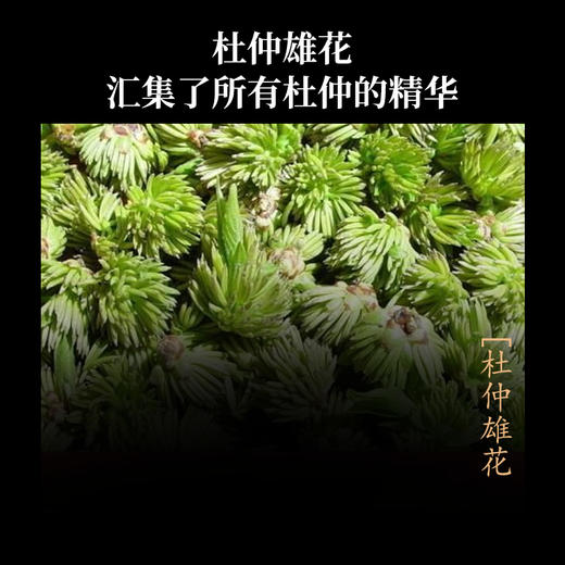 杜仲雄花食丸 商品图1