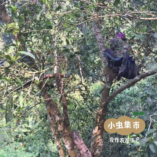 云南大叶种古树茶（红茶/白茶/普洱生茶）| 合作农友生产，来自云南，生产方：如茶茶坊 *【公平贸易农人定价】 商品图12