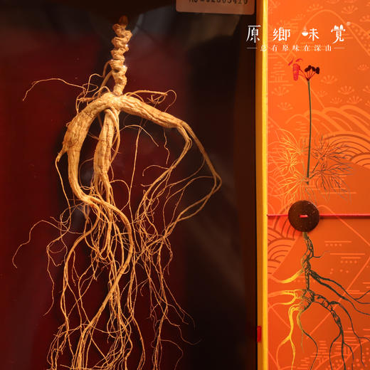 林下野山干参/干人参（成都仓库-顺丰快递）｜多种规格，来自通化集安，生产者：刘春显 商品图1
