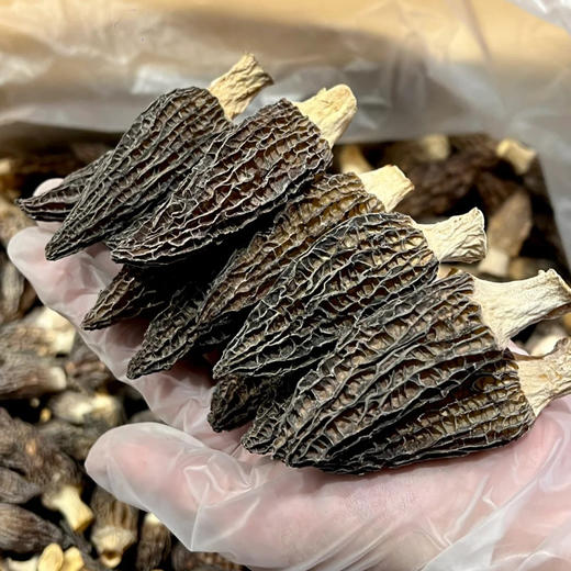 【春夏季滋补】在菌屋 云南高山短柄羊肚菌干货50g/袋 4-6cm/6-8cm/8-12cm 菌香馥郁浓厚 菌身脉络清晰 口感爽滑脆嫩 商品图12