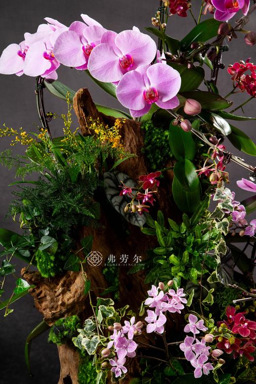 花飞蛇舞 商品图2