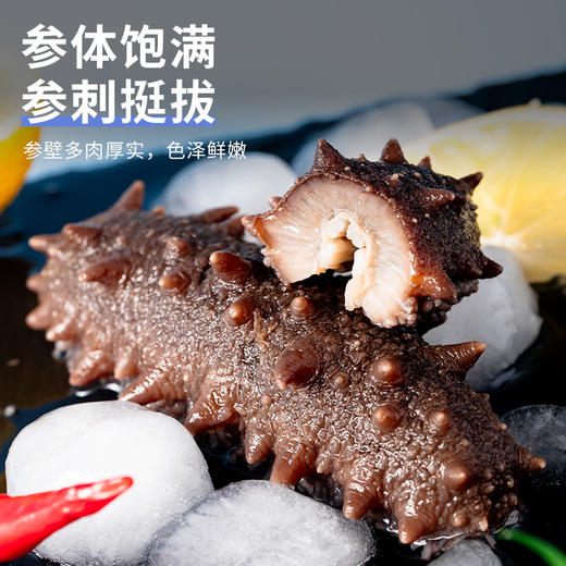 【不花心】精品鲜食海参热销装丨辽刺参高端礼盒装 商品图4