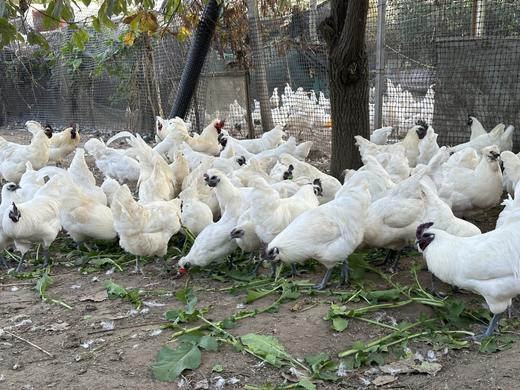 白凤乌鸡蛋（35枚）4斤篮框装【CS】 商品图2