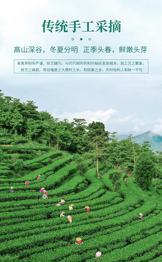 象窝茶2026年新茶春茶高山有机红茶新品云山红茶花香【限时限量买1送1】到手2罐共250g 商品图8