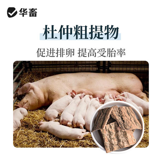 华畜促情雌诱素100g 促排卵 发情快 商品图1