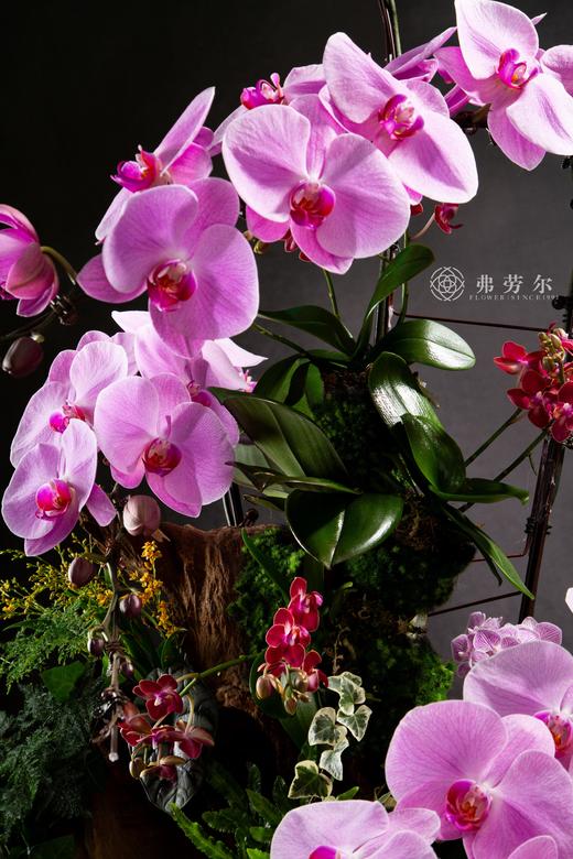 花飞蛇舞 商品图3