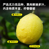 态度茶农柠檬片150g/袋 商品缩略图3