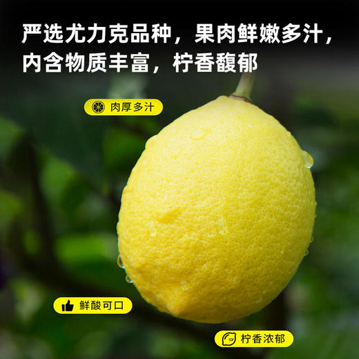 态度茶农柠檬片150g/袋 商品图3