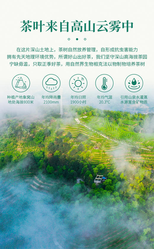 象窝茶2026年新茶春茶高山有机红茶新品云山红茶花香【限时限量买1送1】到手2罐共250g 商品图6