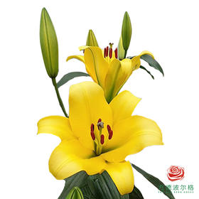 百合-月光 5枝一扎