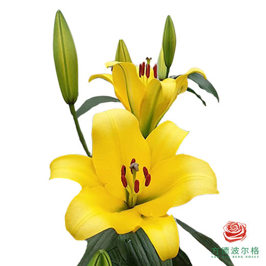 百合-月光 5枝一扎 商品图0