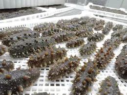 【音乐广播专属】筑美国标鲜食海参 活参鲜蒸