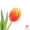 【单瓣郁金香】 热带 10枝一扎 商品缩略图0