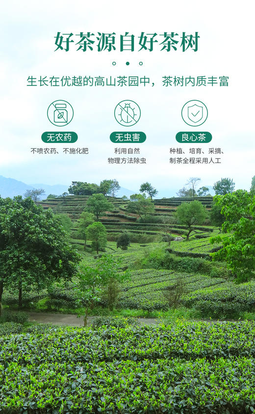 象窝茶2026年新茶春茶高山有机红茶新品云山红茶花香【限时限量买1送1】到手2罐共250g 商品图7