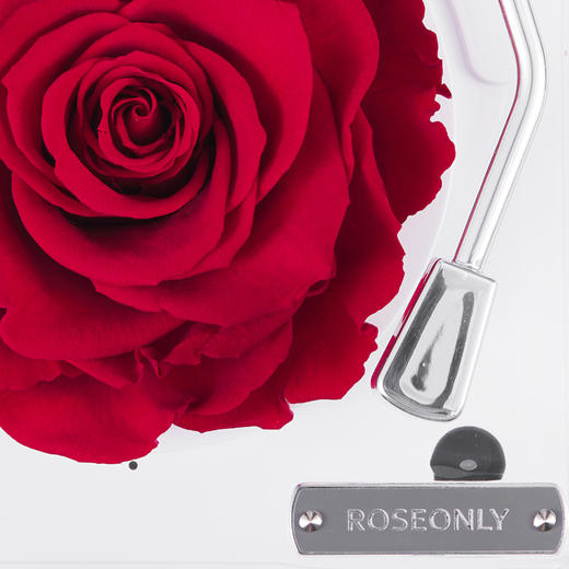 【留声机】ROSEONLY诺誓 永生玫瑰花礼盒 音乐留声机  小号 大号   红色 粉色   生日情人节 结婚 送爱人礼物 商品图7