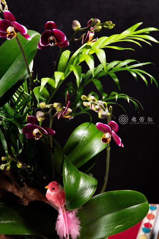 丰衣足蛇 商品图2