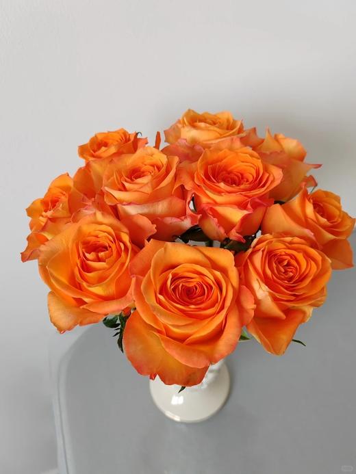 国产单头玫瑰花国王日10支 商品图0