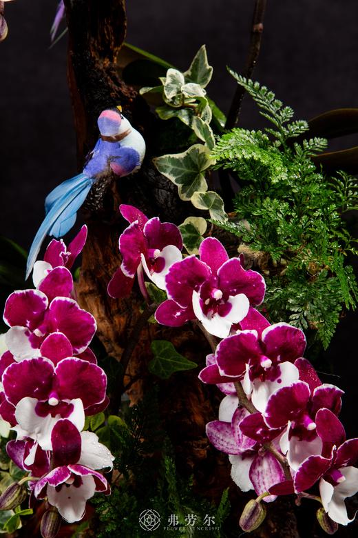 以蛇为贵 商品图1