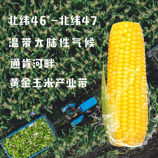 海伦长发鲜食玉米10根装 商品图4