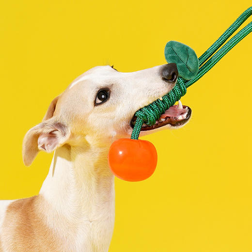 zeze“青松来财”狗狗玩具套装-B（包邮） 商品图4