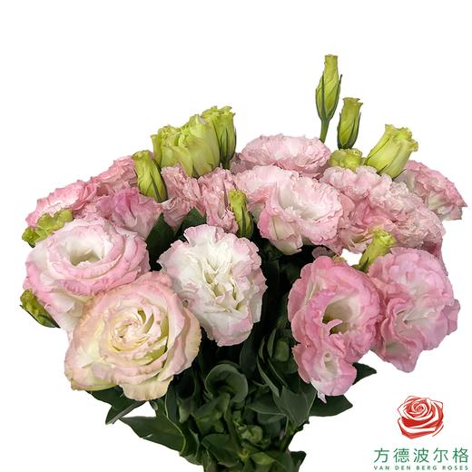 洋桔梗琉璃 粉色 商品图0