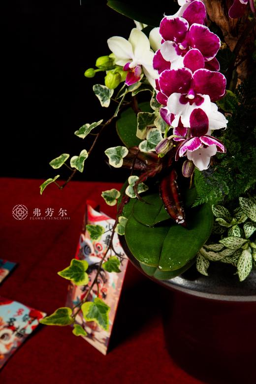 以蛇为贵 商品图3