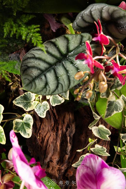 蛇全蛇美 商品图3